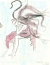Skuld